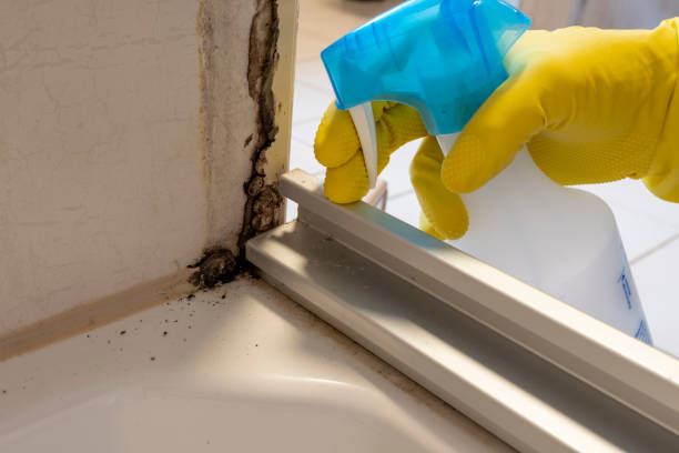 Trusted St Francis, KS Mold Remediation Experts