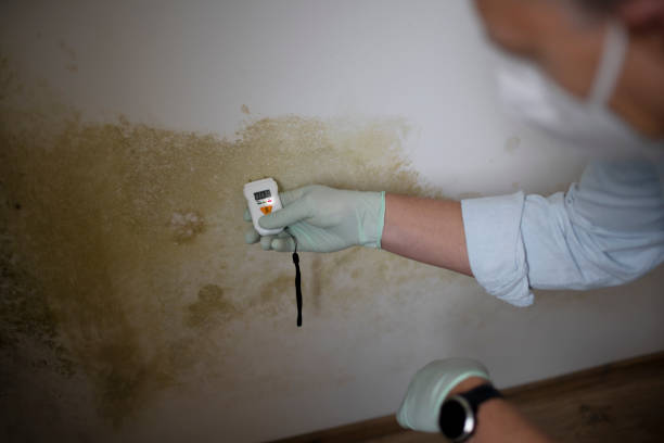 Best Emergency Mold Remediation in St Francis, KS