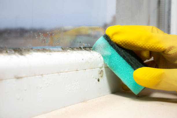 Best Black Mold Remediation in St Francis, KS