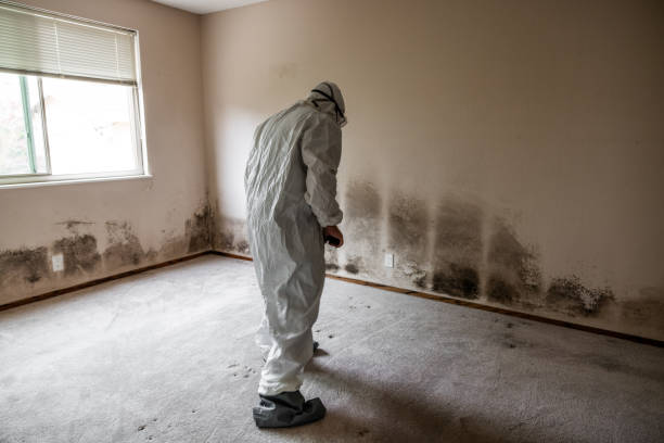 Best Residential Mold Remediation in St Francis, KS