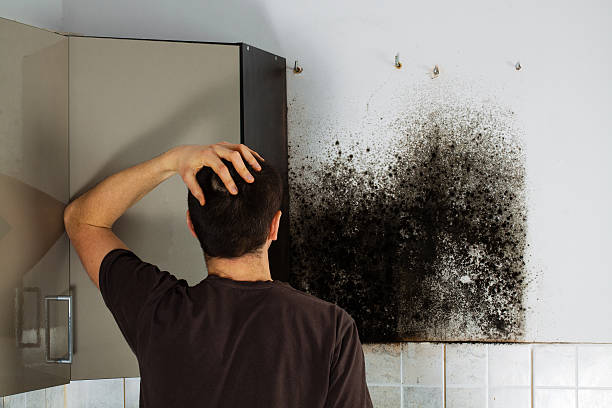 Best DIY Mold Remediation Support Services in St Francis, KS